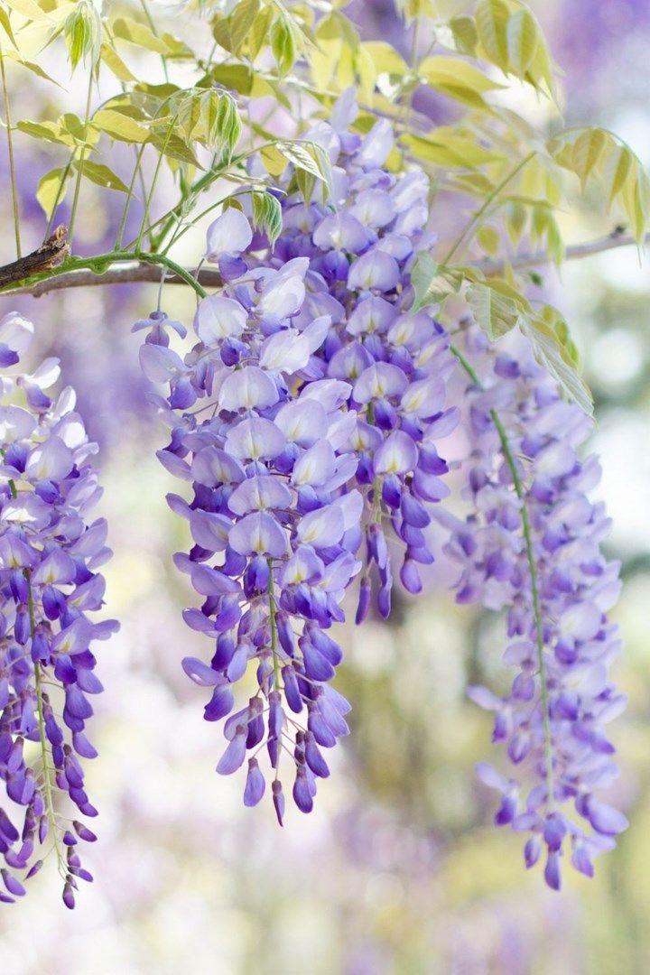 Enchanted Whisper of Meadow Blooms